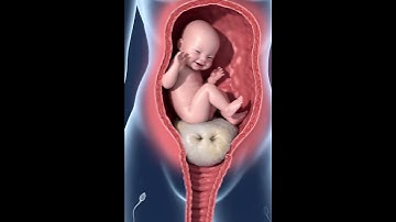 Why Sperm Can’t Enter: Cervical Mucus Plug Explained in 3D