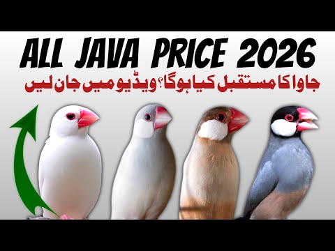 All Java Price 2026 | Java Sparrow Price Update | Java Finch Market Price