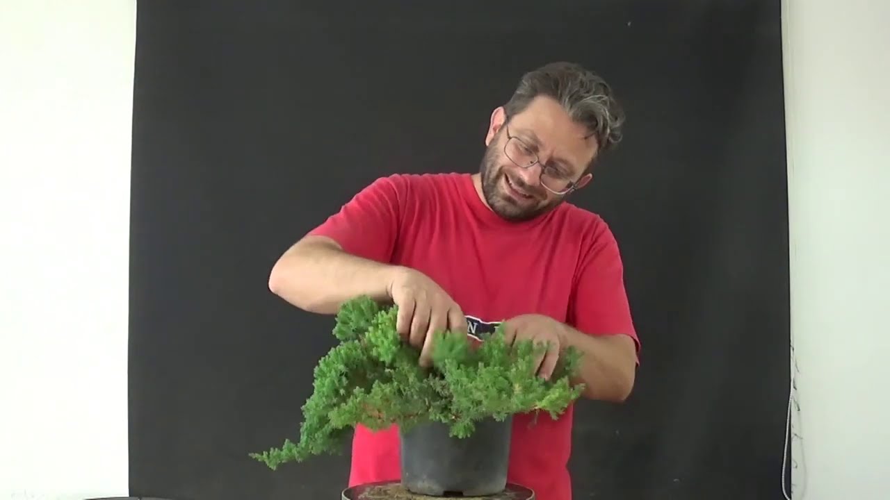 diseño de procumbens nana 24/09/2020