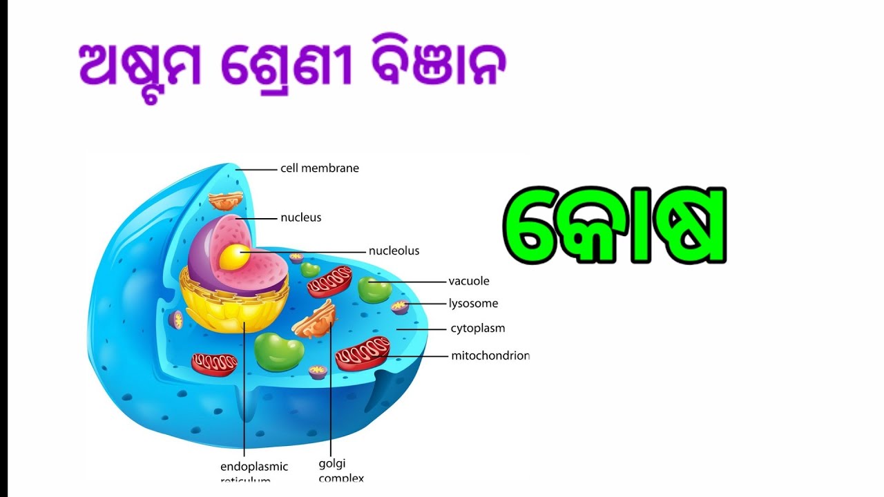 Class viii Science Chapter-8(odia) - YouTube