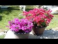 4 Tips To Grow Bougainvillea At Home - Gardening Tips