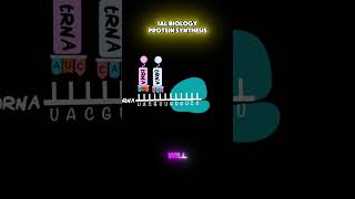 Protein Synthesis In One Minute For Your Ial Biology Exam