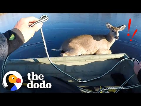 Couple Rescues Deer Stuck In Middle Of Frozen Lake | The Dodo