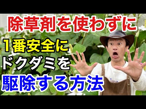 【そのやり方はダメ】ドクダミを除草剤を使わずに賢く防ぐ方法教えます　　　　　　【カーメン君】【園芸】【ガーデニング】【初心者】