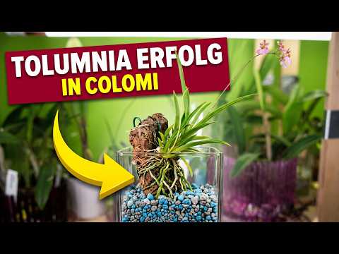 Tolumnia in Colomi: So entwickeln sich Wurzeln und Neutriebe