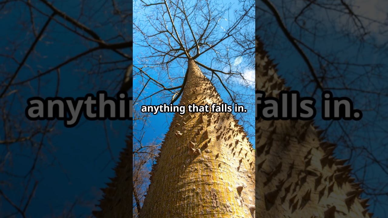 Amazon's Secret Boiling River Revealed