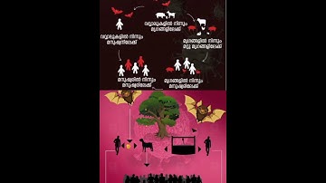 NIPAH VIRUS🦠#shorts#nipahvirus#virus #nipa#kozhikode#kerala#beware#health#healthdepartment#viral