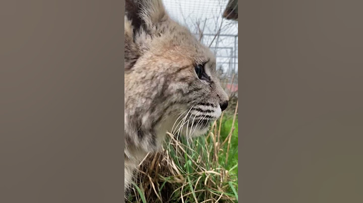 Just trying to get some attention from the one and only 🥺 #bobcat #notapet #catsoftiktok #cutecat