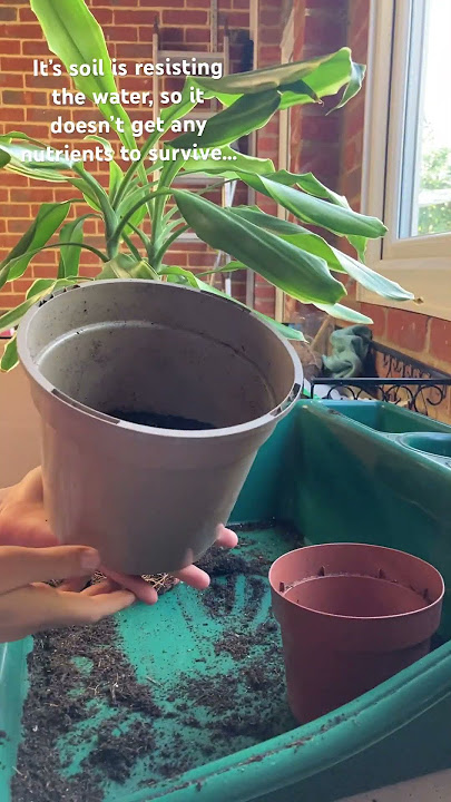 🪴Re-potting my dracaena Fragrans! Stay tuned for more! 🪴 #dracaena