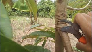 Kaki ganda pokok durian.