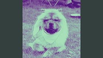 Remarkable Backdrops for Unwinding Pups