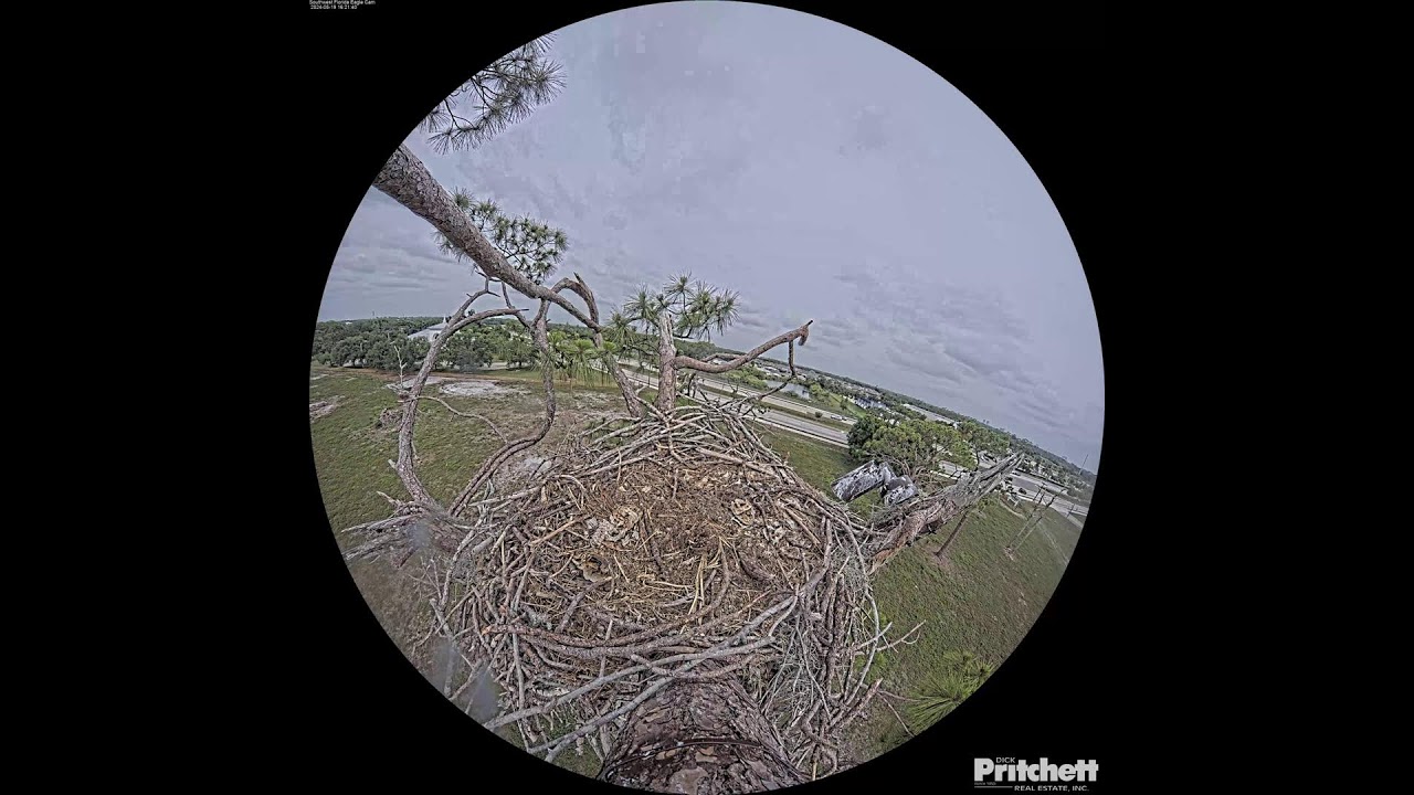 Southwest Florida Eagle Cam - Cam 360 - YouTube