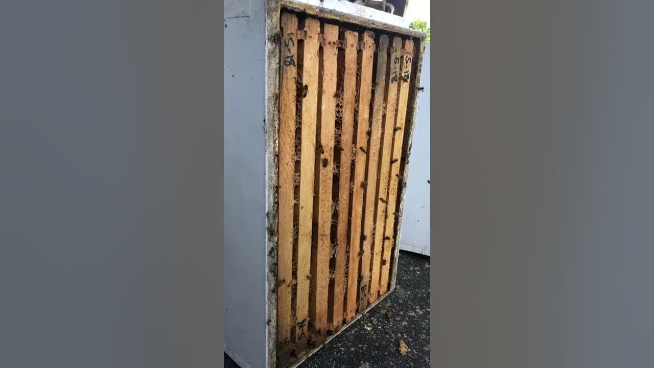 Honey Bees Cleaning Supers Eastern NC May 2020 YouTube