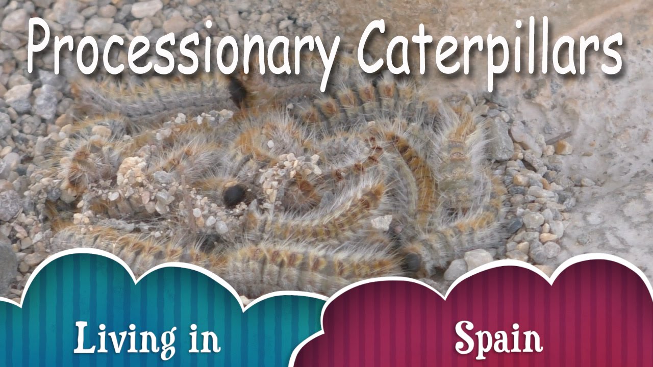 Living In Spain Dangerous Caterpillars Youtube Living In Spain Dangerous Caterpillars Youtube