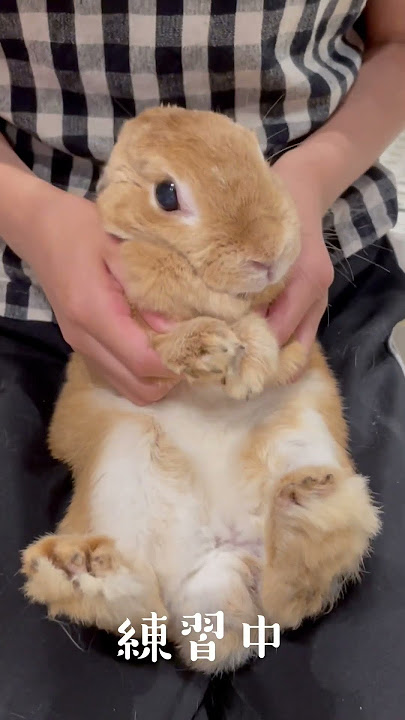 TikTokの🐇DJダンスが可愛すぎたのでやってみた #dj #bunny #cuteanimals
