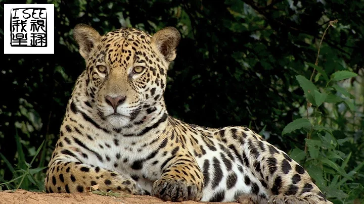 巴西潘塔納爾濕地神秘的野生動物世界(上) - 英語視頻 / Wild Pantanal of Brazil - Episode 1 - 天天要聞