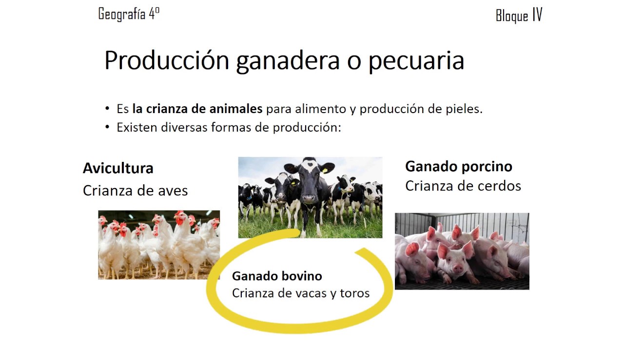 Actividades económicas primarias /La diversidad económica en México/4