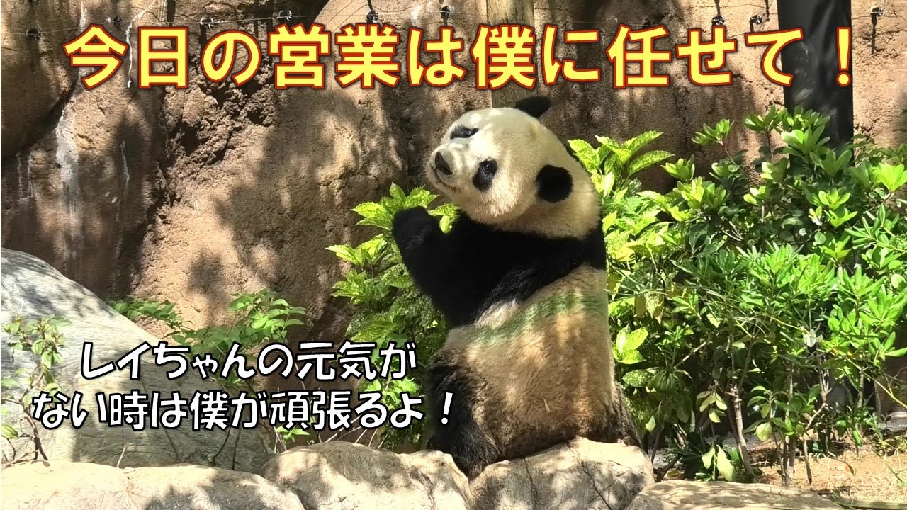 4/21頼れるシャオシャオ！元気のないレイレイの分も頑張って営業中
