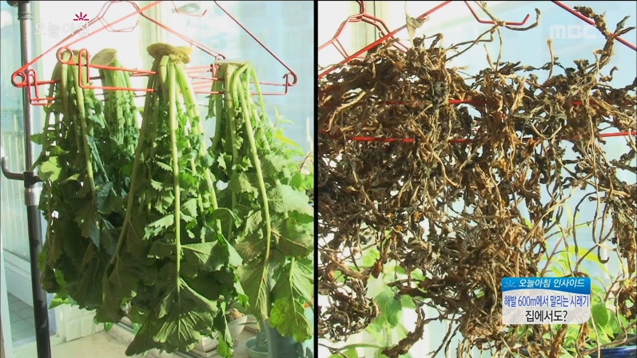[Morning Show] How to make dried radish greens '겨울 별미 시래기' 집에서도 말린다