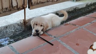 Cute Little Puppy | Golden Retriever Puppy