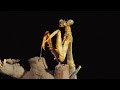 Mating Behavior of Praying Mantises