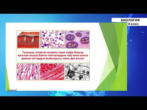 8 класс - КГ - Биология -№3 - Клетканын физиологиясы, ткандардын түрлөрү, органдар системалары