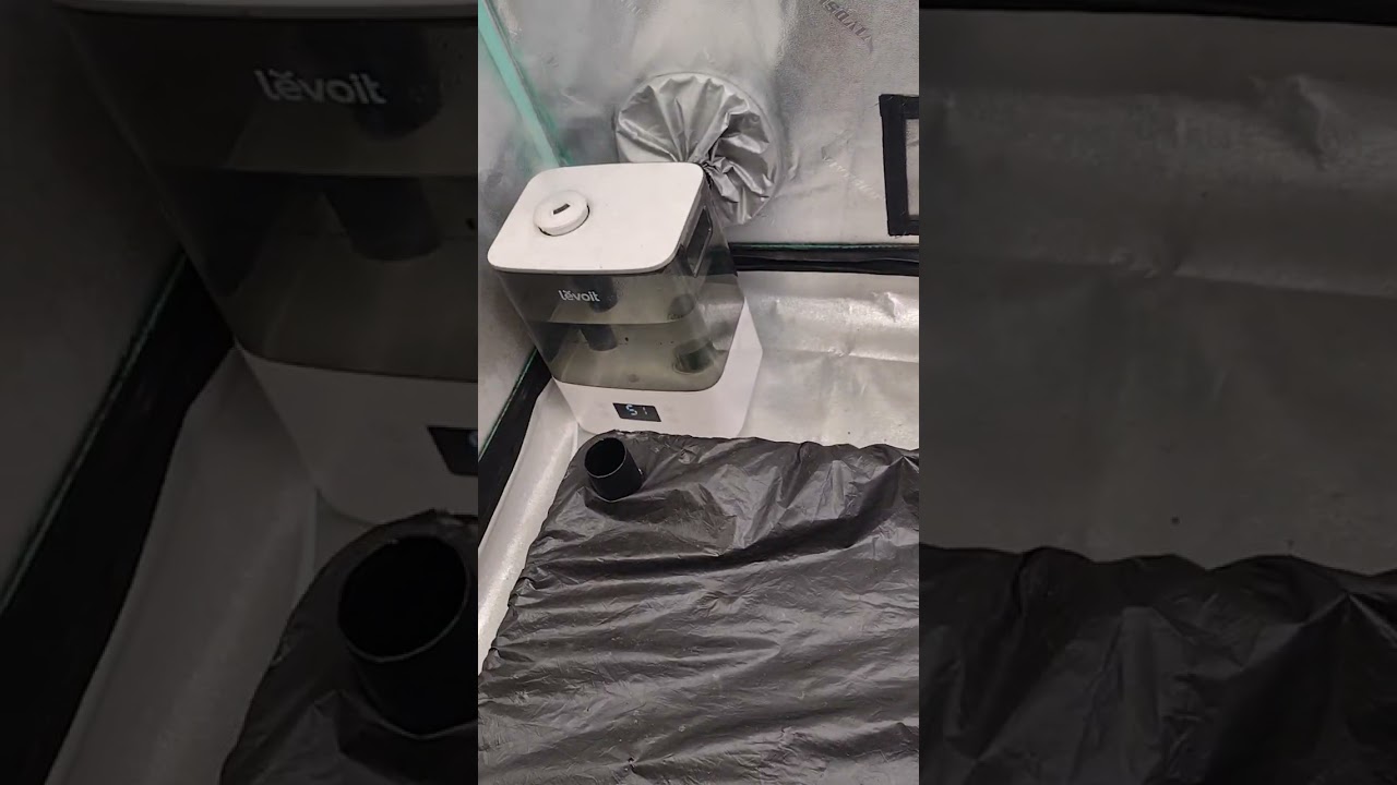 indoor earthbox autoflower grow