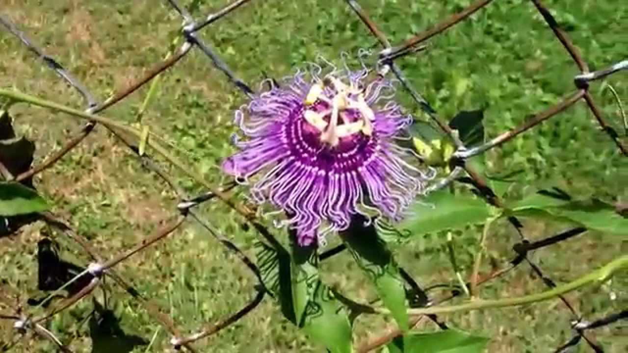 Passionflower Fence Passionfruit YouTube