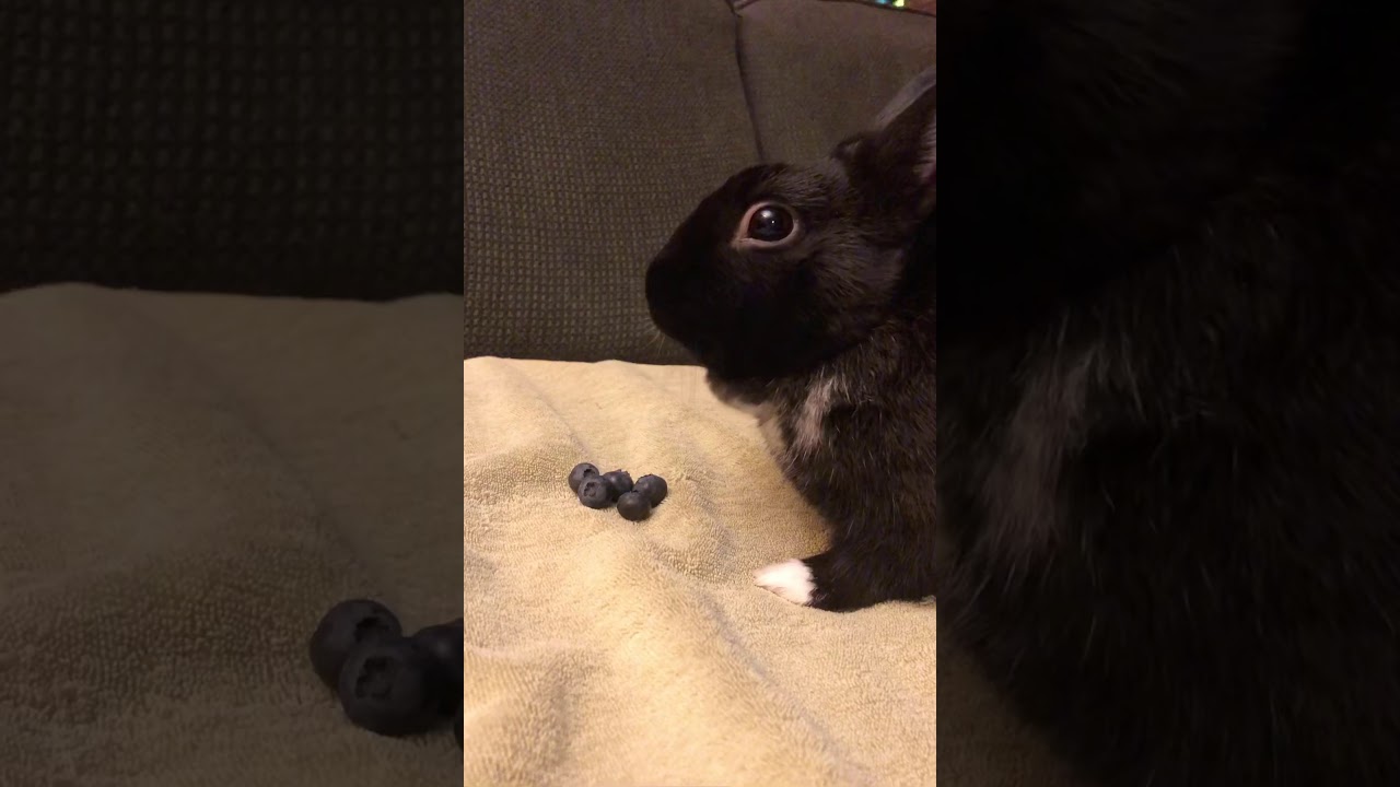 Rabbit eats blueberries YouTube