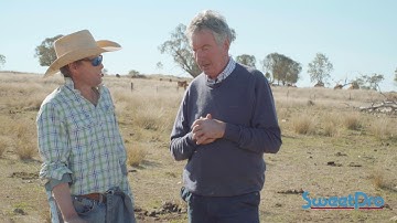 SweetPro Drought Benefits