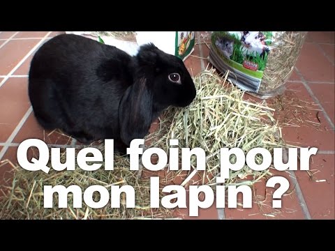 Vidéo: Les lapins ont-ils besoin de paille ou de foin?