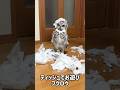 Mischievous owl.いたずらフクロウ#owl #アメリカワシミミズク