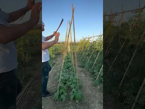Fasulyeden en yüksek