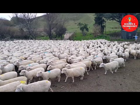 Video: Call For Ewe-turn Su 