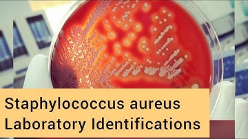 Staphylococcus aureus; Laboratory Identification; Antimicrobial Susceptibility Testing.
