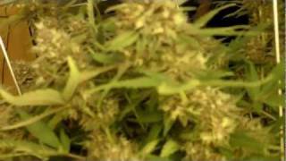 600 Watt Grow Tent #6
