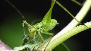 katydid nymph eating