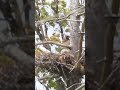 Red Tail Hawk Family