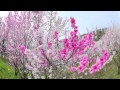 Peach blossoms near jr kadohara st  japan travel guide
