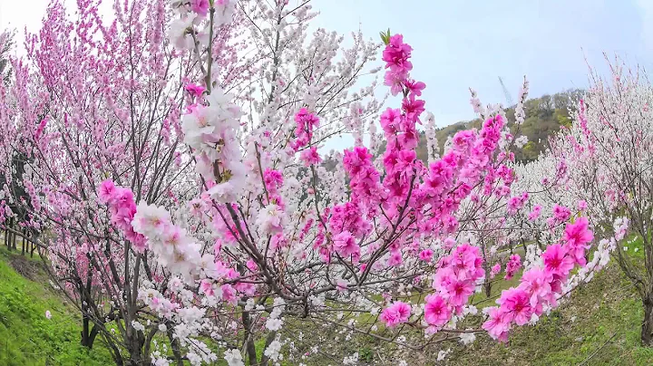 Peach Blossoms near JR Kadohara St. | Japan Travel Guide - DayDayNews