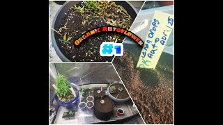 Skybuds Organic Grow Room Series - Episode #1