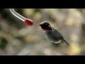 Honey badger narrates the fastass flying hummingbirds