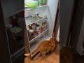 Time for weekly fridge inspections #adoptdontshop #cat #cutecat #orangecat #rescuecat #catvideos
