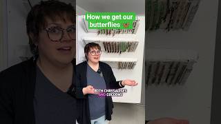 Heres how we get our butterflies! 🦋♥️