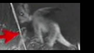 New Jersey devil caught on trail camera