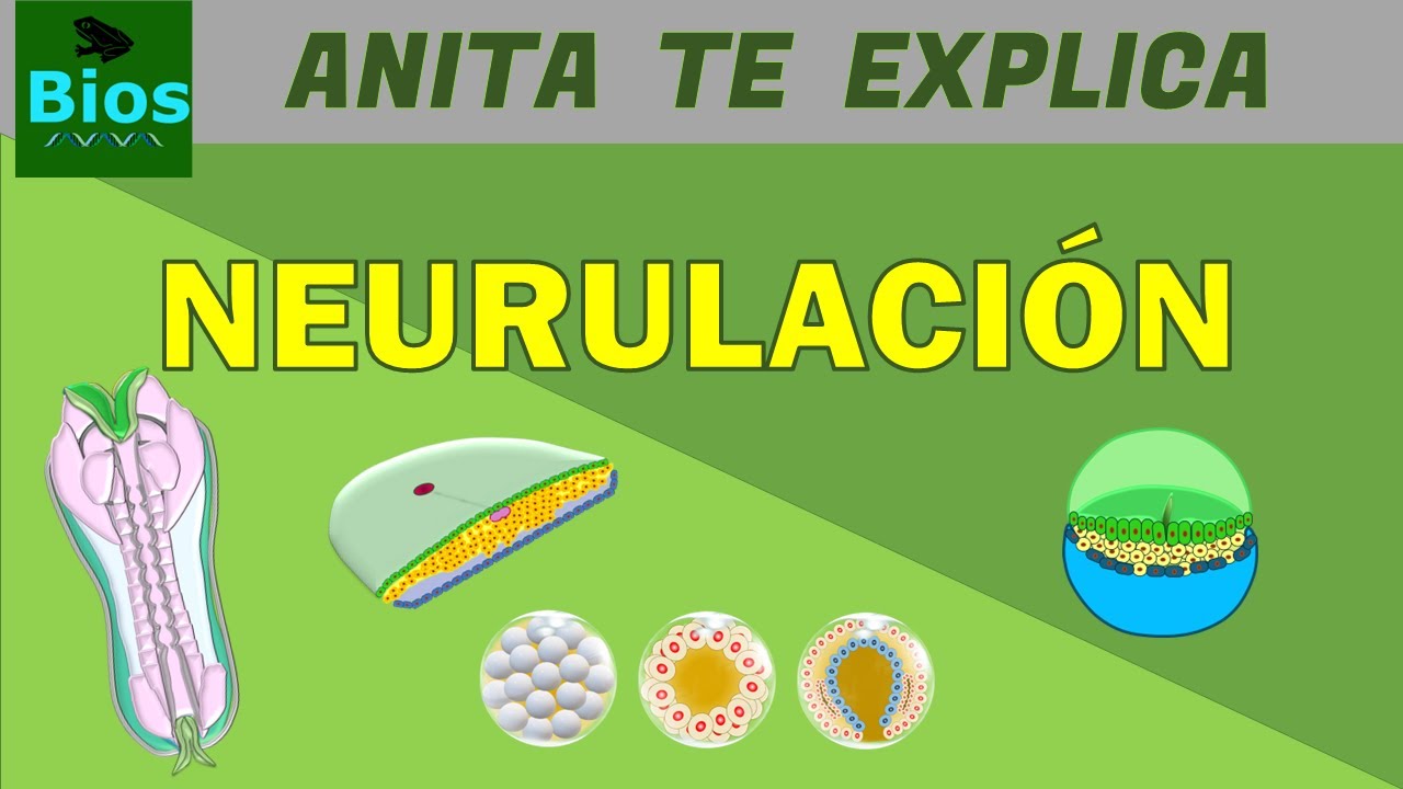 Neurulación