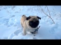 собака мопс вот как нужно проводить последние зимние снежные дни funny dog snow