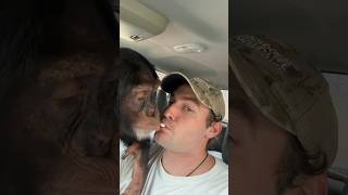 Sharing Is Caring #Shorts #Monkey #Chimpanzee