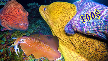 Thợ Lặn Đối Đầu Với Thủy Triều Chảy Xiết Bắt Con Cá Chình Đại Dương To | Tăng 1