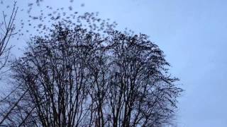 tree bird into swarm